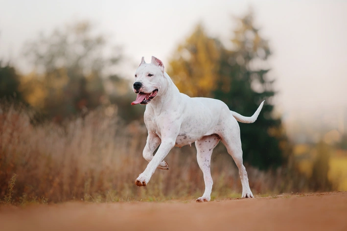 raça de cachorro dogo argentino