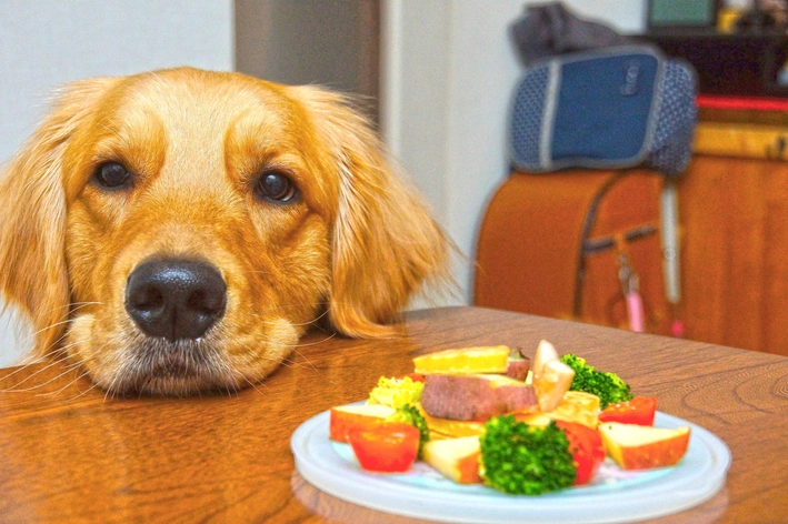 Cachorro de raça Labrador olhando para um prato de salada com mandioquinha, tomate, brócolis e carne, em um ambiente doméstico.