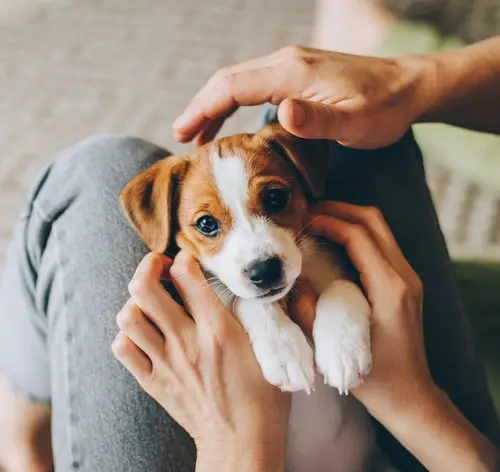 Cachorro filhote de raça pequena sendo acariciado por uma pessoa em ambiente interno, transmitindo fofura e afeto. Ideal para quem busca dicas de cuidados com cães.