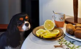 cachorro pode comer limão
