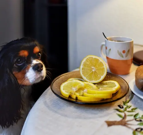 cachorro pode comer limão