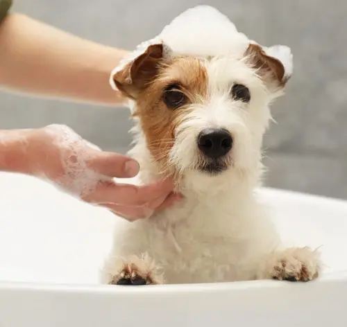 Cachorro sendo tomado banho, com foco na sua expressão fofa enquanto recebe shampoo na cabeça, ideal para quem busca dicas de banho para cães.