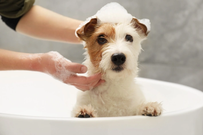 Cachorro sendo tomado banho, com foco na sua expressão fofa enquanto recebe shampoo na cabeça, ideal para quem busca dicas de banho para cães.
