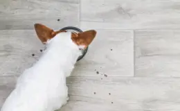 Cachorro pode comer lentilha