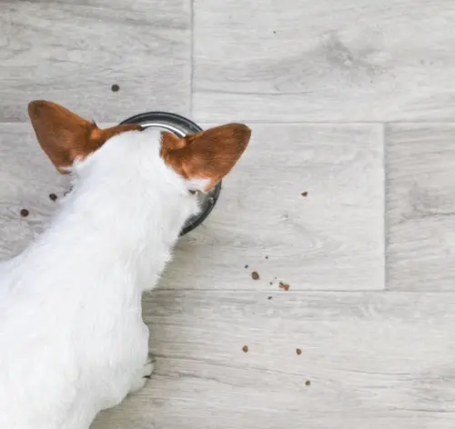 Cachorro pode comer lentilha