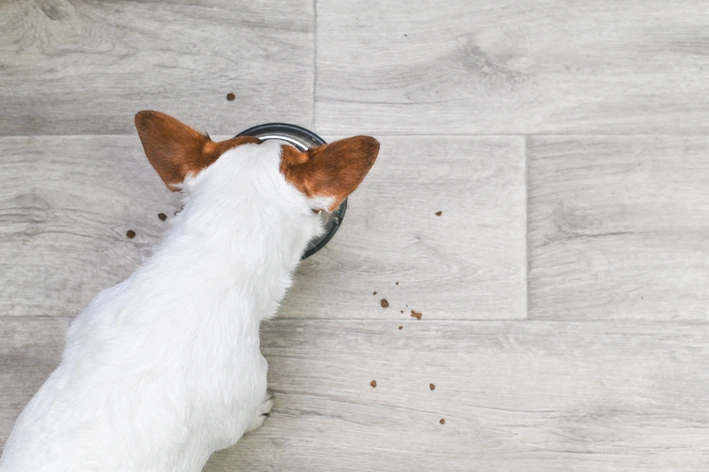imagem de Cachorro pode comer lentilha?