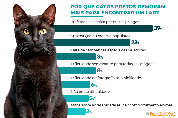 Preferência estética ainda é o principal obstáculo para a adoção de gatos pretos