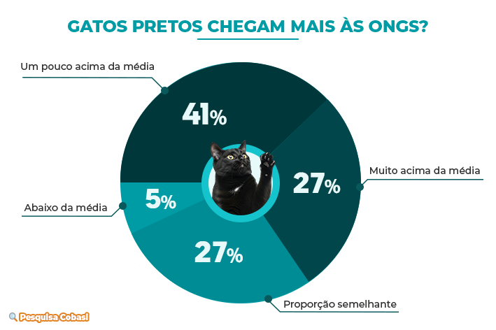 Gatos pretos chegam até às ONGs com mais frequência