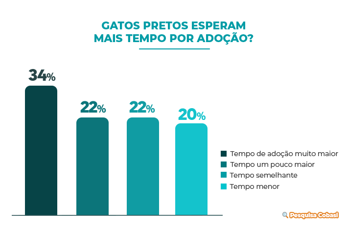 Gatos pretos demoram mais para encontrar um lar