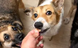 cachorro comendo pedaço de gengibre