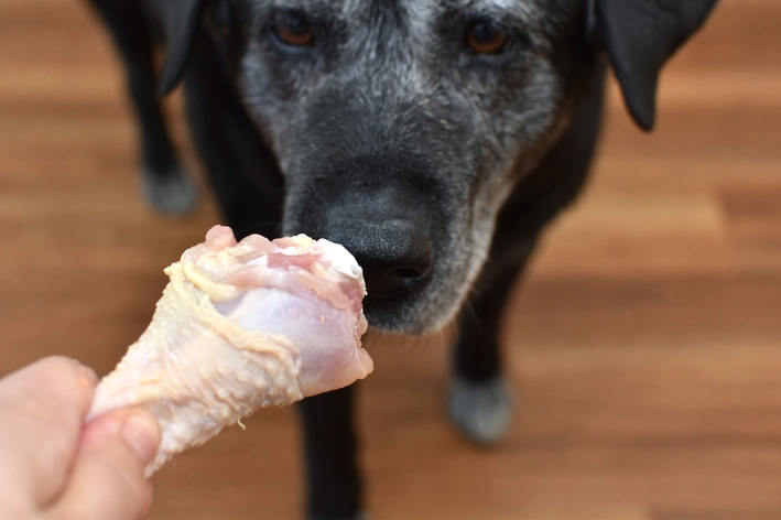 pedaço de frango cru oferecendo para cachorro