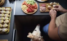 Cachorro da raça galgo observando um prato com embutidos, incluindo mortadela