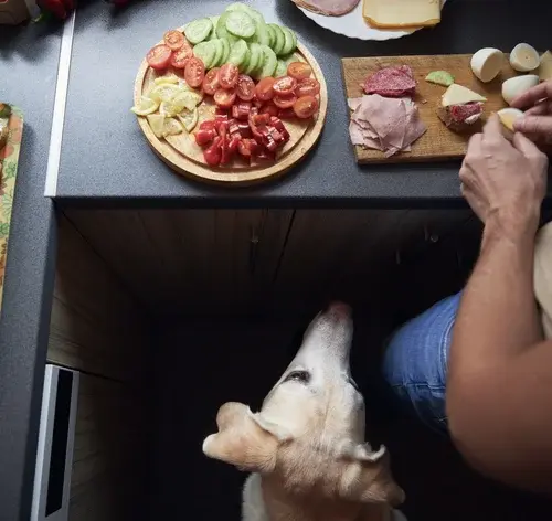 Cachorro da raça galgo observando um prato com embutidos, incluindo mortadela