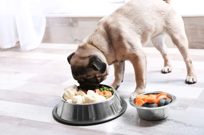 Cachorro da raça Pug comendo diversos vegetais em um pote de alimentação pet.