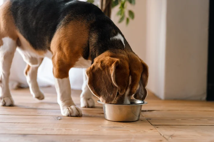 Cachorro da raça Beagle comendo em um pote de alimentação apropriado.