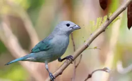 Sanhaço-cinzento