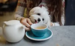 Cachorro pode tomar chá
