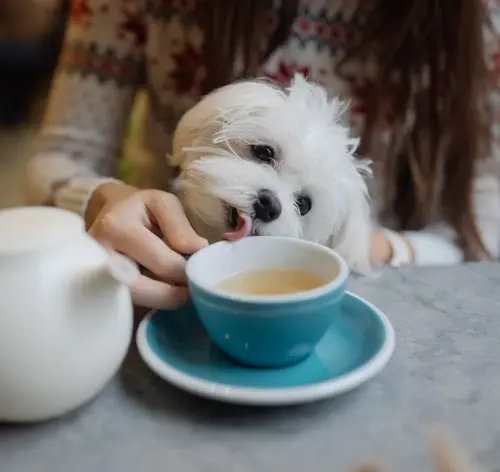 Cachorro pode tomar chá