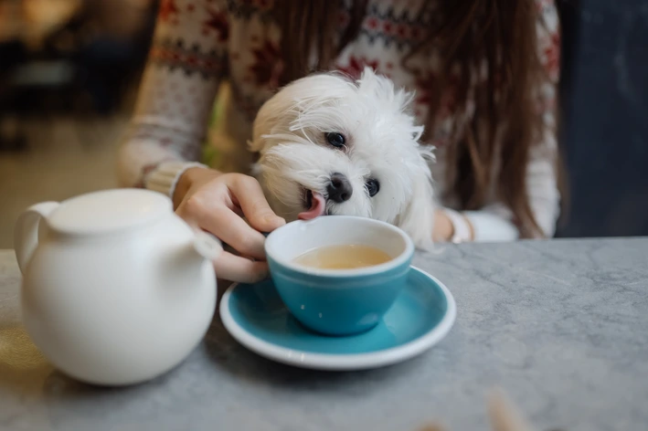 Cachorro pode tomar chá
