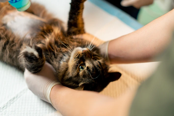 Como funciona a castração de gatos