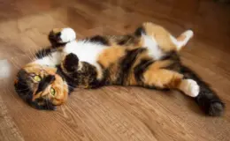 Gata castrada entra no cio? Descubra o que pode explicar o comportamento!