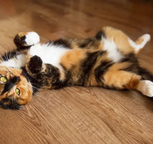 Gata castrada entra no cio? Descubra o que pode explicar o comportamento!