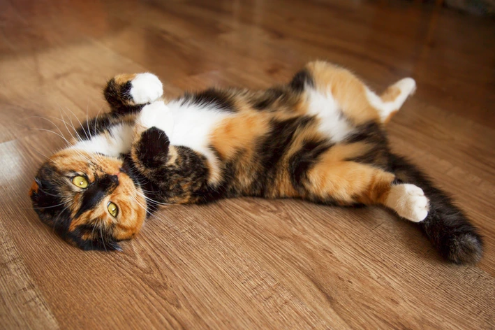 imagem de Gata castrada entra no cio? Descubra o que pode explicar o comportamento!