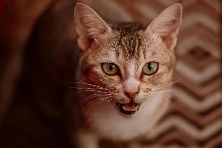 Como saber se a gata tem síndrome do ovário remanescente
