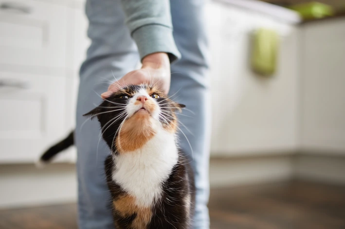Por que minha gata castrada age como se estivesse no cio