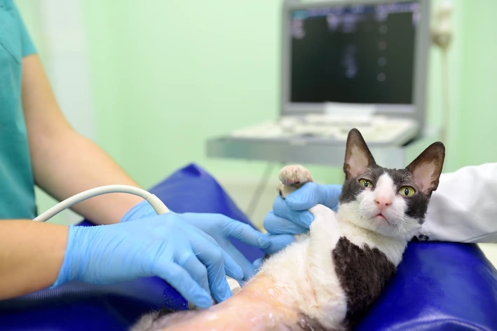 Como saber se a gata tem síndrome do ovário remanescente
