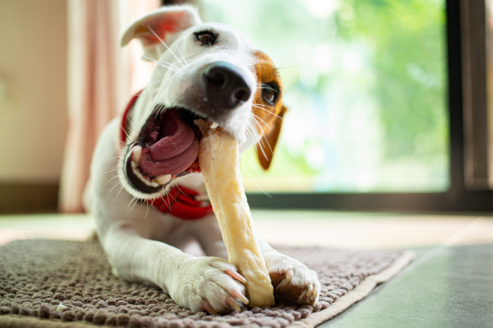 jack russell terrier roendo um pedaço de osso
