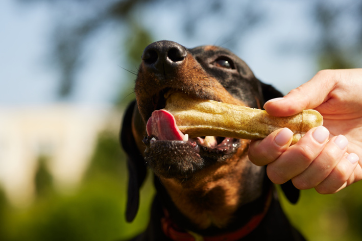 cachorro dachshund brincando com osso