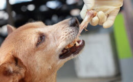 pessoa dando um osso de galinha para cachorro