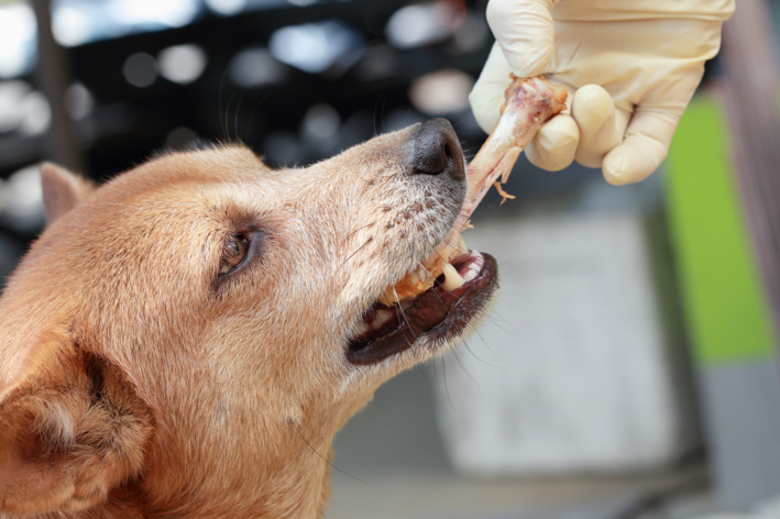 pessoa dando um osso de galinha para cachorro