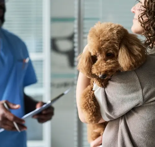 tutora com poodle no colo conversando com veterinário