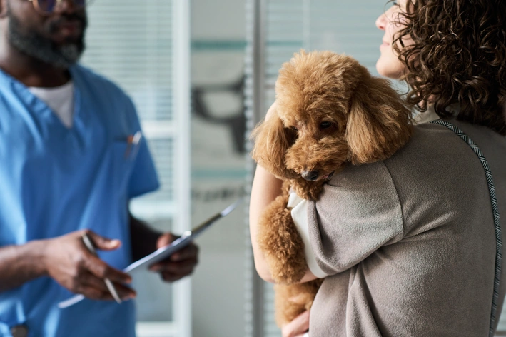 tutora com poodle no colo conversando com veterinário