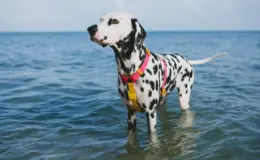 Zee.Dog na Cobasi