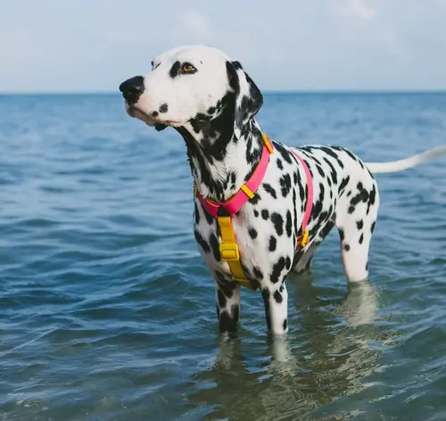 Zee.Dog na Cobasi