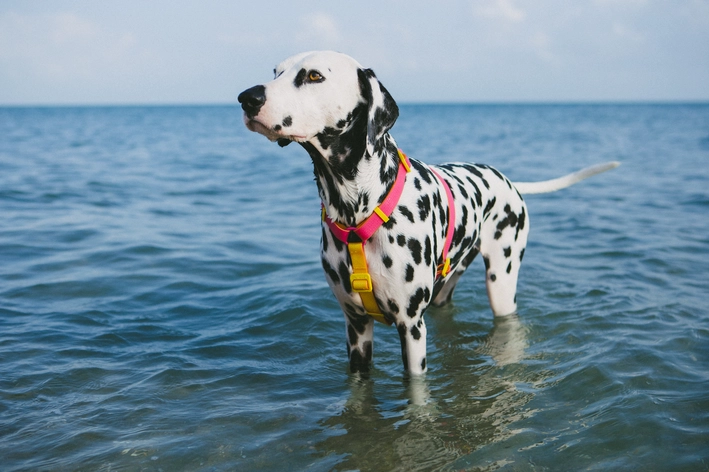 Zee.Dog na Cobasi