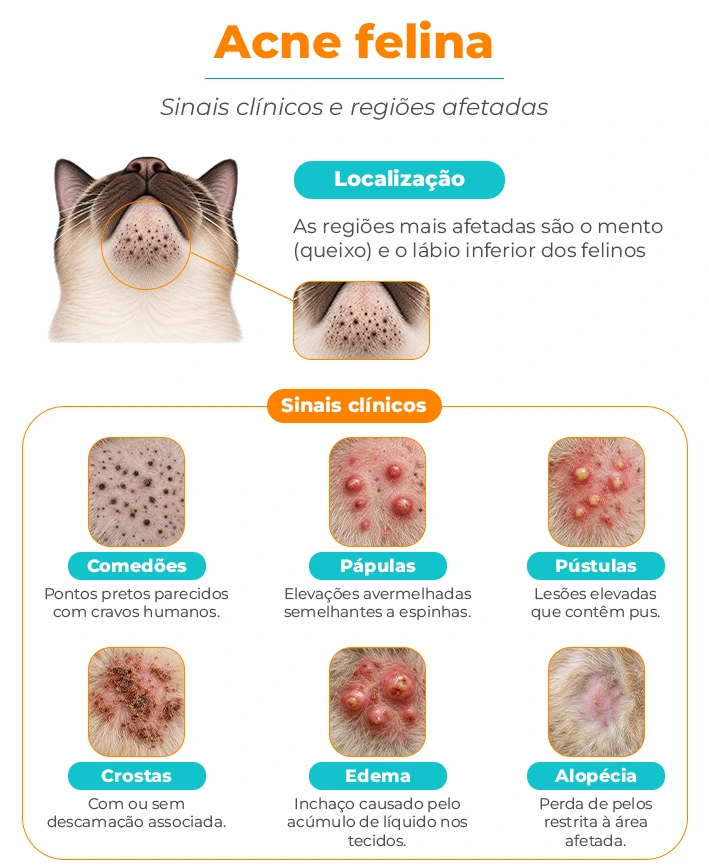 Infográfico mostrando o padrão de lesões da acne felina.