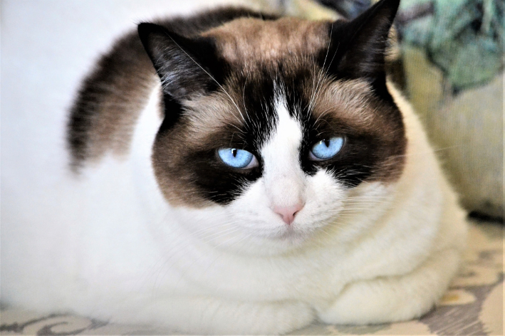 gato gordo