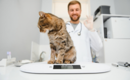 veterinário pesando gato na balança