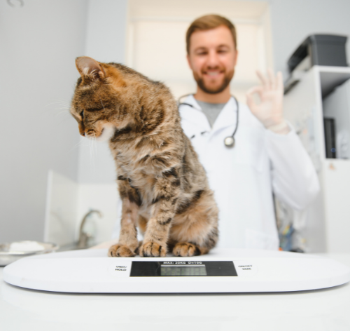 veterinário pesando gato na balança