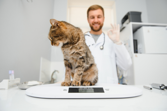 veterinário pesando gato na balança 