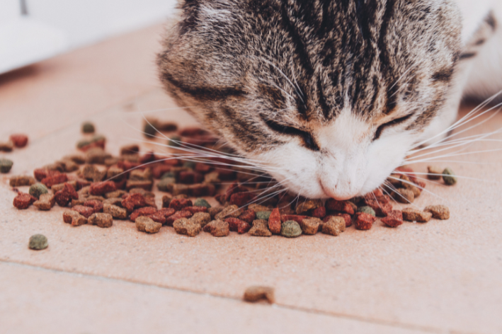 gato comendo ração
