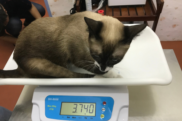 quanto pesa um gato