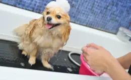 melhor shampoo para pulgas e carrapatos