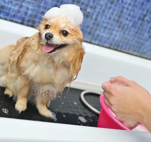 melhor shampoo para pulgas e carrapatos