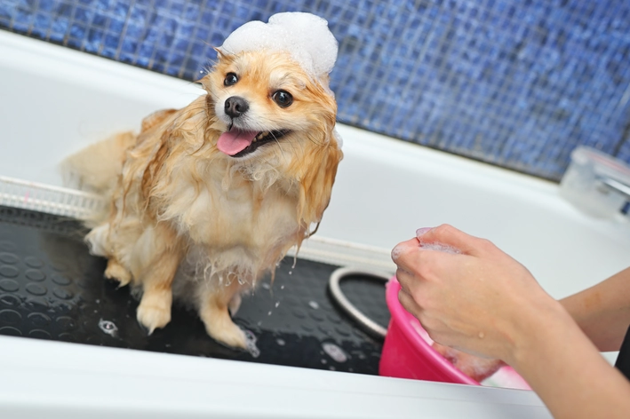 melhor shampoo para pulgas e carrapatos