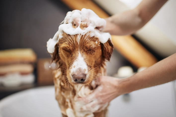 cachorro tomando banho com shampoo